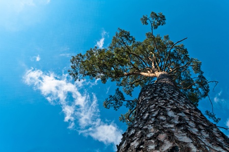 old big tree on color background with blue sky