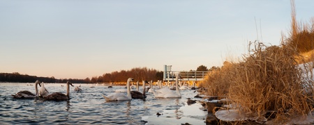 swan on blue lake water in sunny day, swan on pondの写真素材