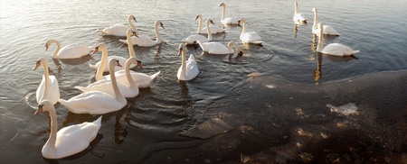 swan on blue lake water in sunny day, swan on pondの写真素材