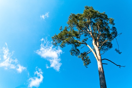 old big tree on color background with blue skyの写真素材