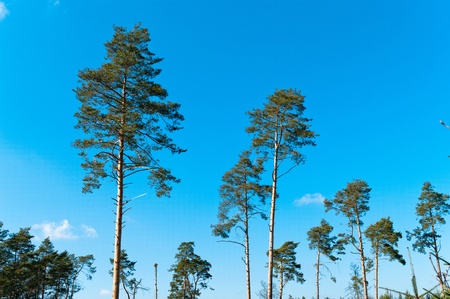 old big tree on color background with blue skyの写真素材