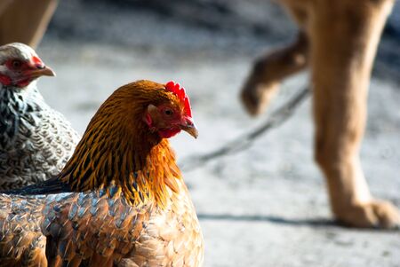 Image shows chicken searching for food, chicken seriesの写真素材