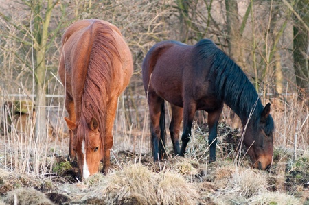 horse in a field, farm animals series