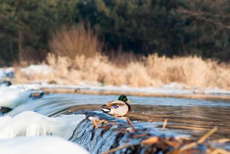 A rural small lake and a green forestの写真素材