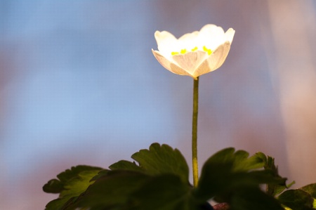 flowers on colorful background, flowers series, macro photoの写真素材