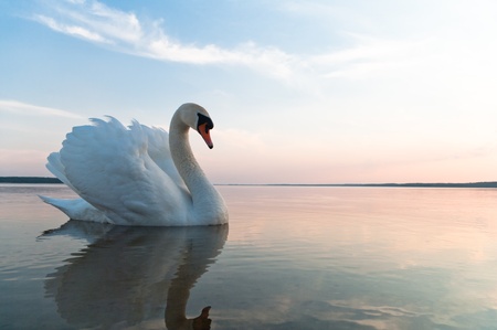 swan on blue lake water in sunny day, swans on pond, nature seriesの写真素材
