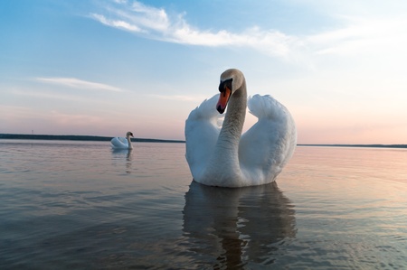swan on blue lake water in sunny day, swans on pond, nature seriesの写真素材