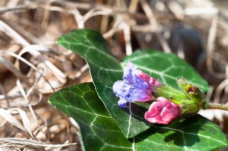 flowers on colorful background, flowers series, macro photoの写真素材