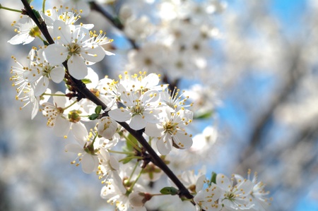 flowers on colorful background, flowers series, macro photoの写真素材