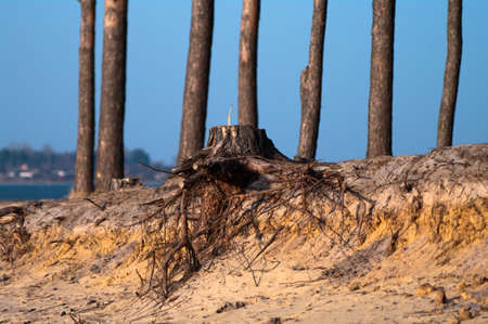 spring landscape of young grey forest with green treesの写真素材