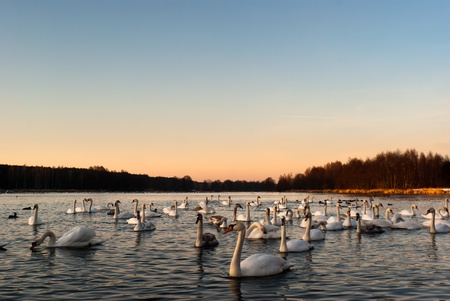 swan on blue lake water in sunny day, swan on pond