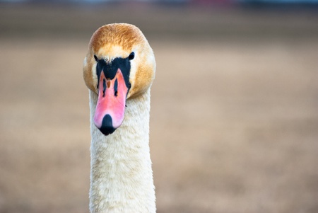 swan on blue lake water in sunny day, swans on pond, nature seriesの写真素材