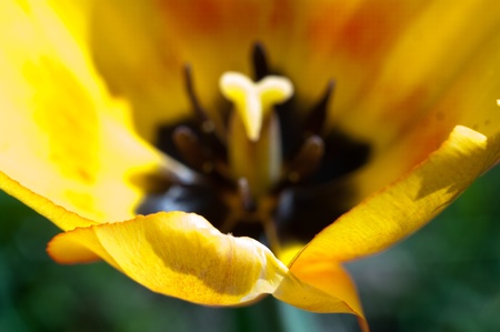 flowers on colorful background, flowers series, macro photoの写真素材