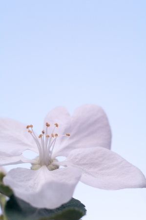 flowers on colorful background, flowers series, macro photoの写真素材