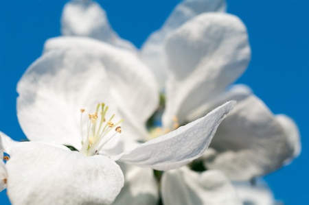 flowers on colorful background, flowers series, macro photoの写真素材