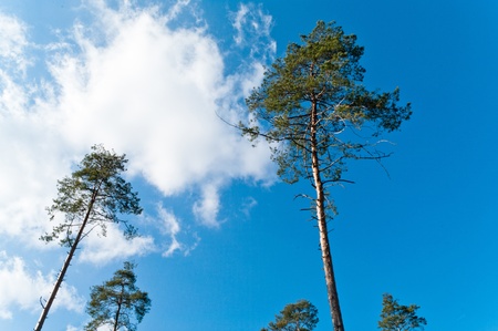 old big tree on color background with blue skyの写真素材