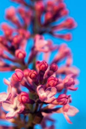 flowers on colorful background, flowers series, macro photoの写真素材