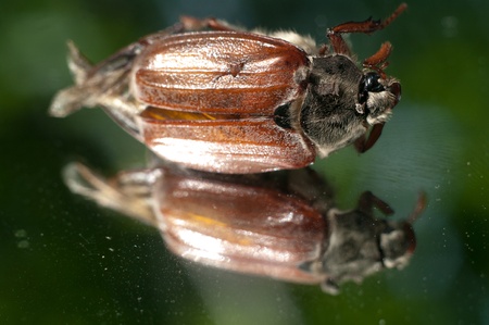 insect resting on a plant, insect sitting on a green grass