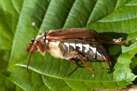 insect resting on a plant, insect sitting on a green grass