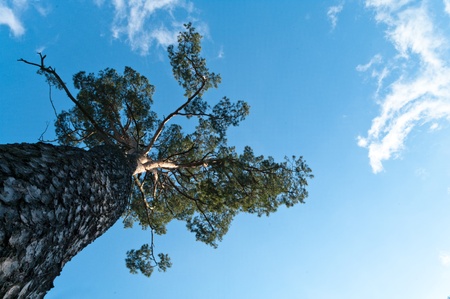 old big tree on color background with blue skyの写真素材