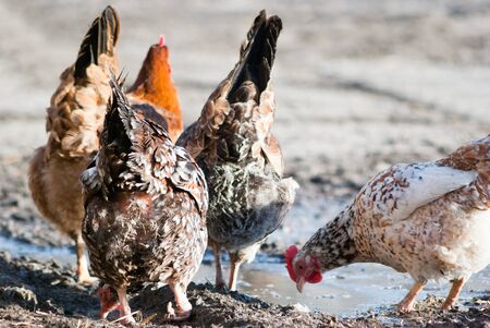Image shows chicken searching for food, chicken series