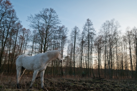 horse in a field, farm animals seriesの写真素材