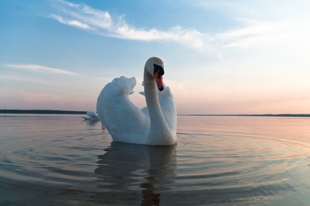 swan on blue lake water in sunny day, swans on pond, nature seriesの写真素材