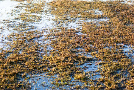 agricultural field, nature and agriculture farming seriesの写真素材
