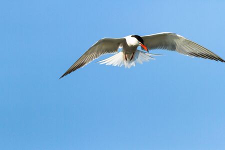 wild colorful bird in sunny day, nature series