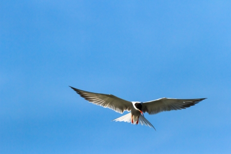 wild colorful bird in sunny day, nature series
