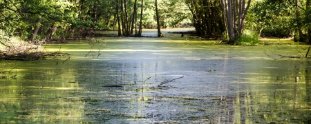 A rural small lake and a green forestの写真素材