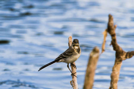 wild colorful bird in sunny day, nature series