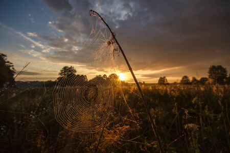 sunrise in green rural meadow, nature seriesの写真素材