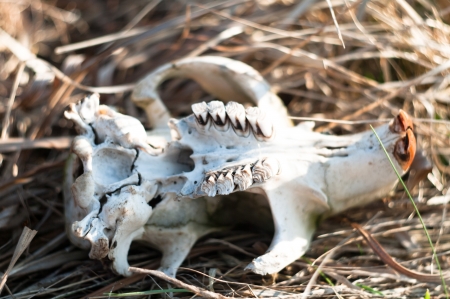 skull of dead animals, animal seriesの写真素材