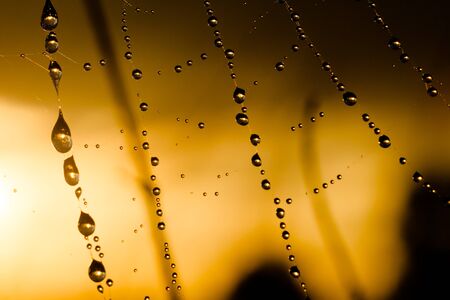 spider web with colorful background, nature series