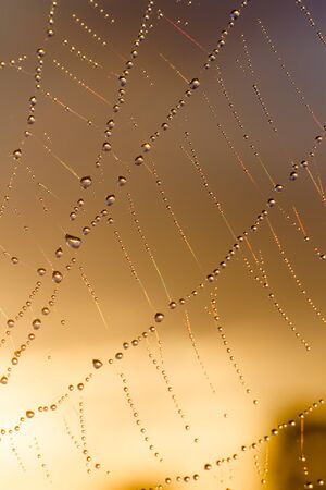 spider web with colorful background, nature series