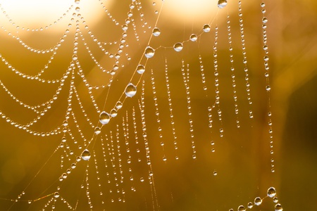 spider web with colorful background, nature seriesの写真素材