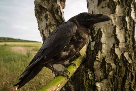 wild colorful bird in sunny day, nature seriesの写真素材