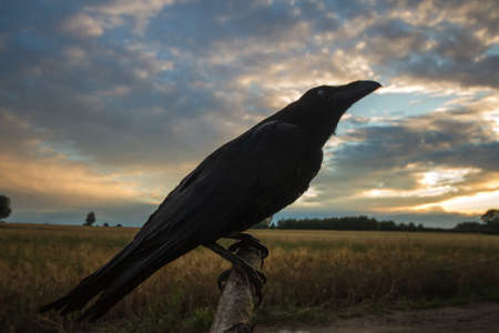 wild colorful bird in sunny day, nature seriesの写真素材