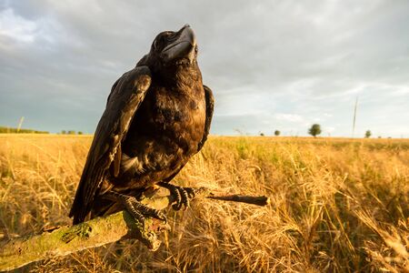 wild colorful bird in sunny day, nature seriesの写真素材