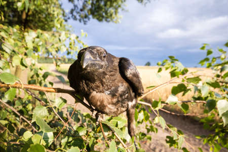 wild colorful bird in sunny day
の写真素材