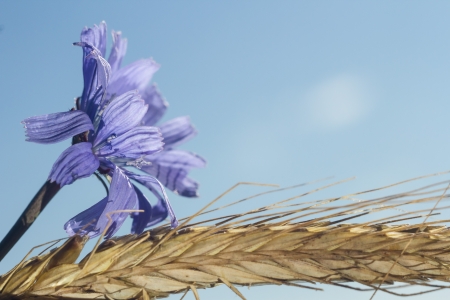 flowers on colorful backgroundの写真素材