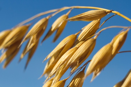 field of golden wheat and blue sky, agricultural fieldの写真素材