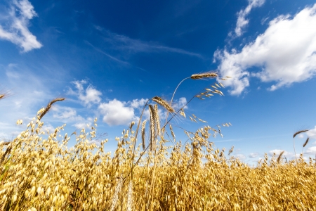 agricultural field, nature and agriculture farming 
の写真素材