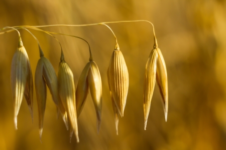 field of golden wheat and blue sky, agricultural fieldの写真素材