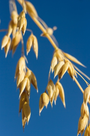 field of golden wheat and blue sky, agricultural fieldの写真素材