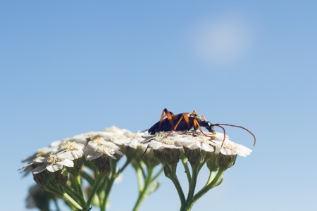 insect resting on a plant, insect sitting on a green grassの写真素材