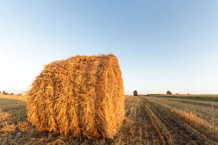 agricultural field, nature and agriculture farming series