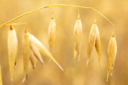 field of golden wheat and blue sky, agricultural fieldの写真素材