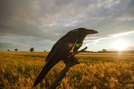 wild colorful bird in sunny day, nature seriesの写真素材